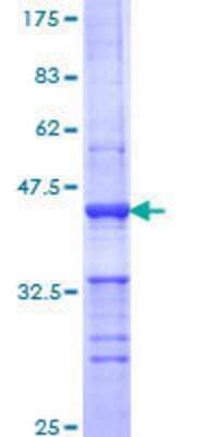 SDS-PAGE: Recombinant Human PLD1 GST (N-Term) Protein [H00005337-Q01]