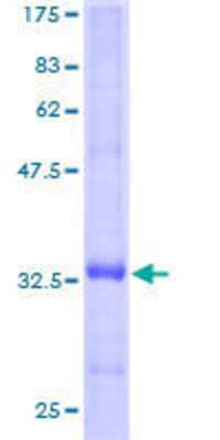 SDS-PAGE: Recombinant Human FXYD3 GST (N-Term) Protein [H00005349-P01]