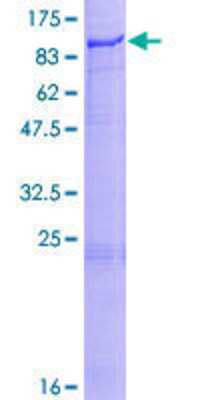 SDS-PAGE: Recombinant Human PLOD1 GST (N-Term) Protein [H00005351-P01]