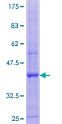 SDS-PAGE: Recombinant Human PLP2 GST (N-Term) Protein [H00005355-P01]