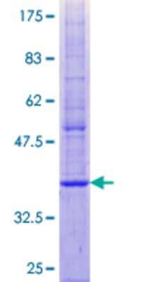 SDS-PAGE: Recombinant Human PMP22 GST (N-Term) Protein [H00005376-P01]