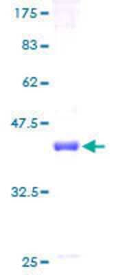 SDS-PAGE: Recombinant Human PMS1 GST (N-Term) Protein [H00005378-P01]