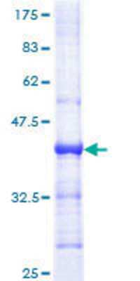 SDS-PAGE: Recombinant Human PMS1 GST (N-Term) Protein [H00005378-Q01]