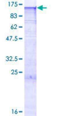 SDS-PAGE: Recombinant Human Exosome component 10 GST (N-Term) Protein [H00005394-P01]