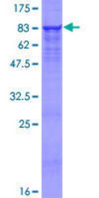 SDS-PAGE: Recombinant Human Pancreatic Lipase Related Protein 2 GST (N-Term) Protein [H00005408-P01]