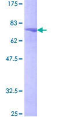 SDS-PAGE: Recombinant Human DNA polymerase delta p50 GST (N-Term) Protein [H00005425-P01]