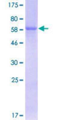 SDS-PAGE: Recombinant Human PON3 GST (N-Term) Protein [H00005446-P01]