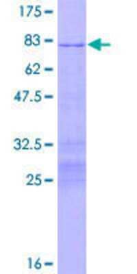 SDS-PAGE: Recombinant Human POU3F2/OCT7 GST (N-Term) Protein [H00005454-P01]