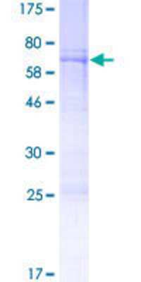 SDS-PAGE: Recombinant Human BRN4 GST (N-Term) Protein [H00005456-P01]