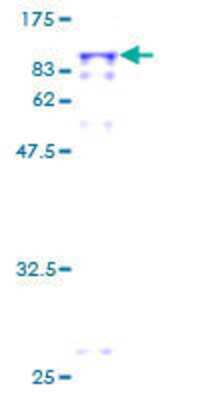 SDS-PAGE: Recombinant Human PPEF1 GST (N-Term) Protein [H00005475-P01]