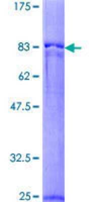 SDS-PAGE: Recombinant Human PPOX GST (N-Term) Protein [H00005498-P01]