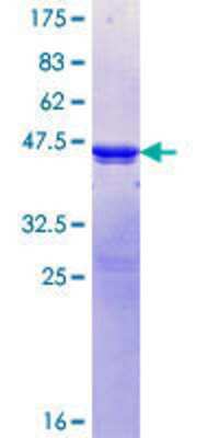 SDS-PAGE: Recombinant Human PPP1R3A GST (N-Term) Protein [H00005506-Q01]