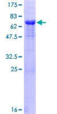 SDS-PAGE: Recombinant Human PPP1R7 GST (N-Term) Protein [H00005510-P01]