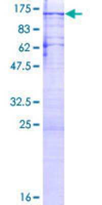 SDS-PAGE: Recombinant Human PNUTS/PPP1R10 GST (N-Term) Protein [H00005514-P01]