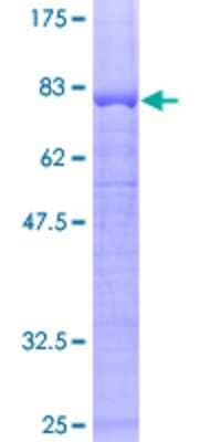 SDS-PAGE: Recombinant Human PPP2R2B GST (N-Term) Protein [H00005521-P01]