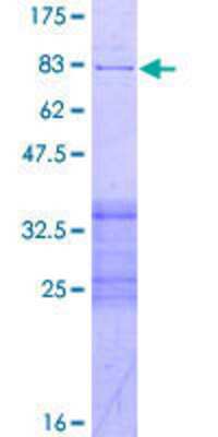 SDS-PAGE: Recombinant Human PPP2R2B GST (N-Term) Protein [H00005521-P02]