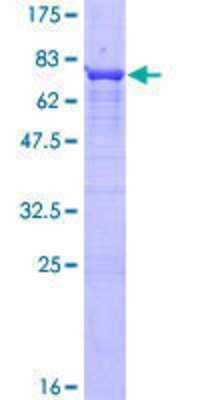 SDS-PAGE: Recombinant Human PPP2R5E GST (N-Term) Protein [H00005529-P01]