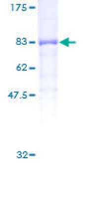 SDS-PAGE: Recombinant Human PP5 GST (N-Term) Protein [H00005536-P01]