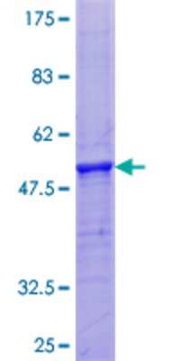 SDS-PAGE: Recombinant Human PRH2 GST (N-Term) Protein [H00005555-P01]