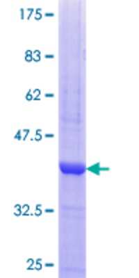 SDS-PAGE: Recombinant Human PKA C-gamma GST (N-Term) Protein [H00005568-Q01]