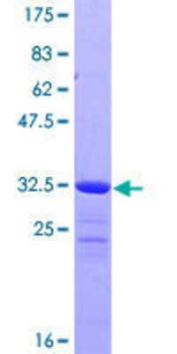 SDS-PAGE: Recombinant Human PKI-alpha GST (N-Term) Protein [H00005569-P01]