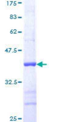 SDS-PAGE: Recombinant Human MEK1 GST (N-Term) Protein [H00005604-Q01]