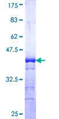 SDS-PAGE: Recombinant Human MKK7/MEK7 GST (N-Term) Protein [H00005609-Q01]