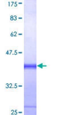 SDS-PAGE: Recombinant Human PKR GST (N-Term) Protein [H00005610-Q01]