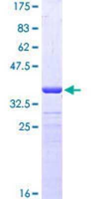 SDS-PAGE: Recombinant Human PRODH GST (N-Term) Protein [H00005625-Q01]