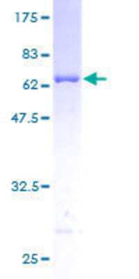 SDS-PAGE: Recombinant Human PAP39 GST (N-Term) Protein [H00005635-P01]