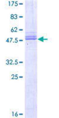 SDS-PAGE: Recombinant Human PRRG2 GST (N-Term) Protein [H00005639-P01]