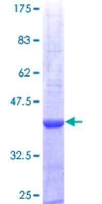 SDS-PAGE: Recombinant Human Proteinase 3/Myeloblastin/PRTN3 GST (N-Term) Protein [H00005657-Q01]