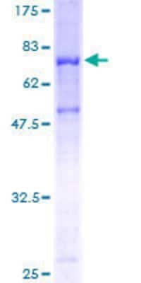 SDS-PAGE: Recombinant Human PSAP GST (N-Term) Protein [H00005660-P01]