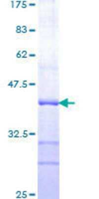 SDS-PAGE: Recombinant Human Presenilin-1 GST (N-Term) Protein [H00005663-Q01]