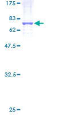 SDS-PAGE: Recombinant Human PSG4 GST (N-Term) Protein [H00005672-P01]