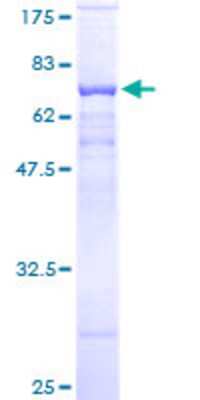 SDS-PAGE: Recombinant Human PSG9 GST (N-Term) Protein [H00005678-P01]