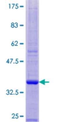 SDS-PAGE: Recombinant Human Peptide YY GST (N-Term) Protein [H00005697-P01]