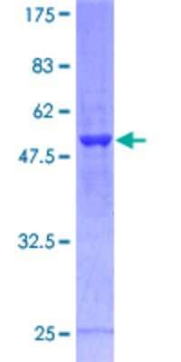 SDS-PAGE: Recombinant Human PSMD8 GST (N-Term) Protein [H00005714-P01]