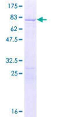 SDS-PAGE: Recombinant Human PTBP1 GST (N-Term) Protein [H00005725-P02]