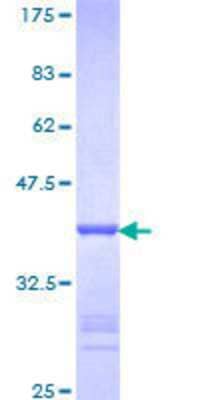 SDS-PAGE: Recombinant Human PTBP1 GST (N-Term) Protein [H00005725-Q01]