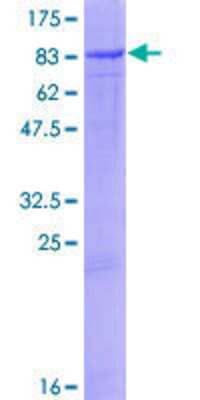 SDS-PAGE: Recombinant Human COX-1 GST (N-Term) Protein [H00005742-P01]