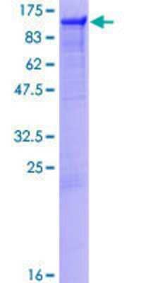 SDS-PAGE: Recombinant Human PTPN12 GST (N-Term) Protein [H00005782-P01]