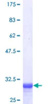 SDS-PAGE: Recombinant Human Paxillin GST (N-Term) Protein [H00005829-P01]