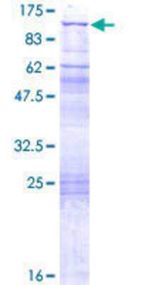 SDS-PAGE: Recombinant Human QARS GST (N-Term) Protein [H00005859-P01]