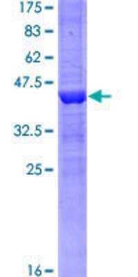 SDS-PAGE: Recombinant Human Jarid1A GST (N-Term) Protein [H00005927-Q01]