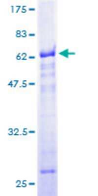 SDS-PAGE: Recombinant Human RBM4 GST (N-Term) Protein [H00005936-P01]