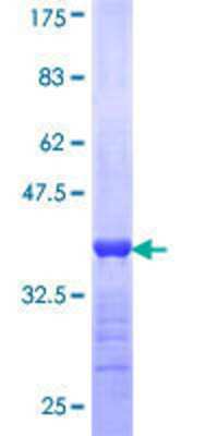 SDS-PAGE: Recombinant Human RBP3 GST (N-Term) Protein [H00005949-Q01]