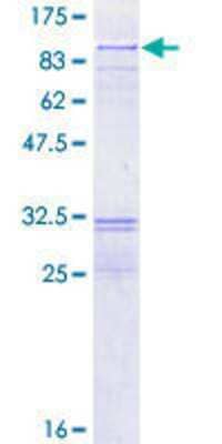 SDS-PAGE: Recombinant Human RECQ1 GST (N-Term) Protein [H00005965-P01]