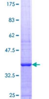 SDS-PAGE: Recombinant Human RECQ1 GST (N-Term) Protein [H00005965-Q01]