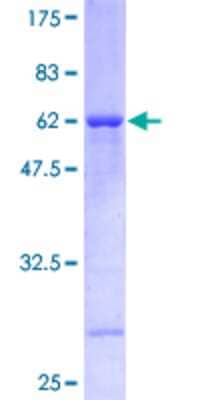 SDS-PAGE: Recombinant Human RFC2 GST (N-Term) Protein [H00005982-P01]